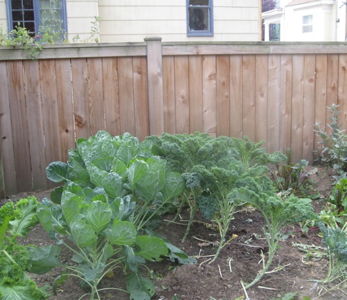 The winter garden, all cleaned up