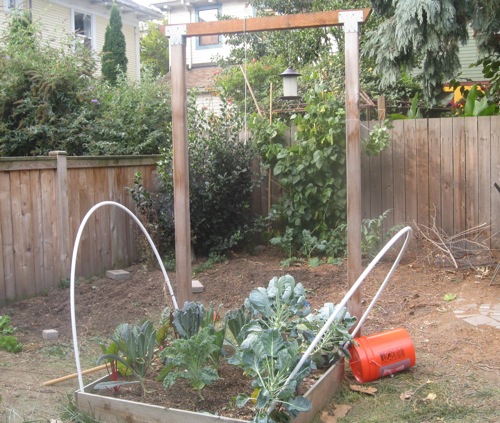 All that bare dirt is where the summer veggies used to live, as well as 12 pots of tomatoes, eggplant, okra, etc...