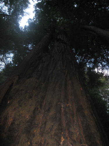 redwoods2