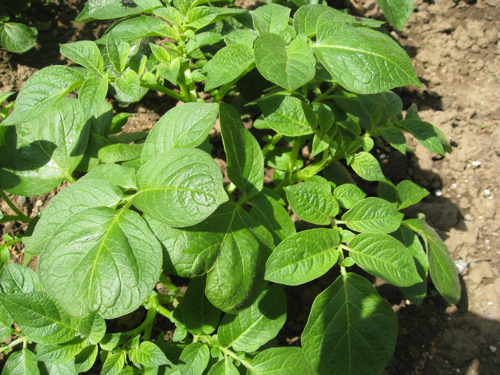 potato plant