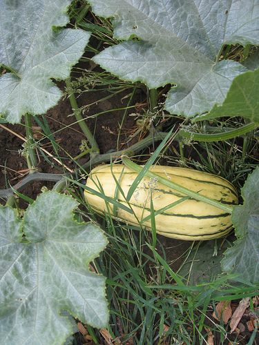 Mystery squash. It was an unlabeled start leftover from the kid's school's garden. 