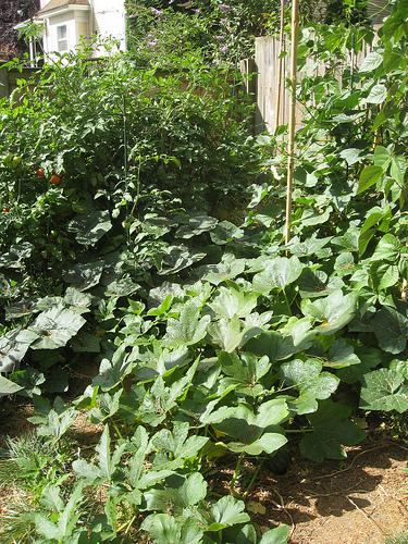 The jungle that is our beans, tomatoes, cukes, and squash. I love to let the summer plants get all unruly like this.