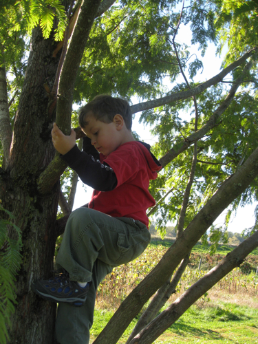 treeclimber