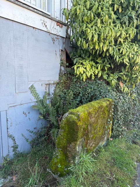 A low concrete wall covered in moss, near the gray exterior wall of a house. Ferns peek out from behind the wall.