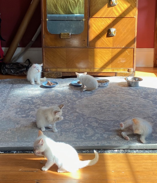 Five cream-colored kittens lounging and bathing on a blueish rug